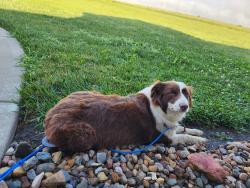 Found/Stray Female Dog last seen I-70 and Carlson Road, Topeka, KS 66615