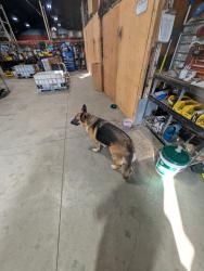 Found/Stray Unknown Dog last seen Combined transport logistics, Central Point, OR 97502
