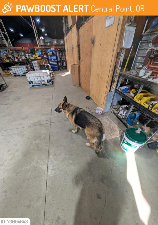 Found/Stray Unknown Dog last seen Combined transport logistics, Central Point, OR 97502