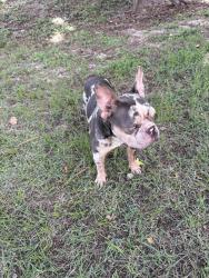 Reunited Male Dog last seen 34th and 42nd pl, Gainesville, FL 32608