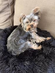 Reunited Male Dog last seen Off Burnt Hickory and Gordon Combs Rd. , Marietta, GA 30064