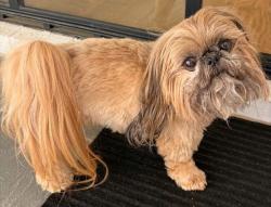 Reunited Male Dog last seen Near Peachtree Circle NE, Atlanta, GA 30309
