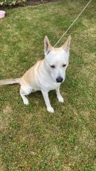 Found/Stray Female Dog last seen Binford lake battalion Aven., Gresham, OR 97080