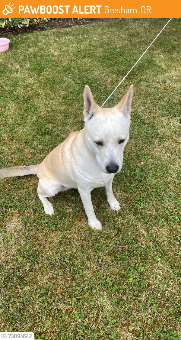 Found/Stray Female Dog last seen Binford lake battalion Aven., Gresham, OR 97080