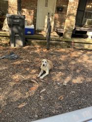 Lost Male Dog last seen Airport Blvd, Mobile, AL 36608