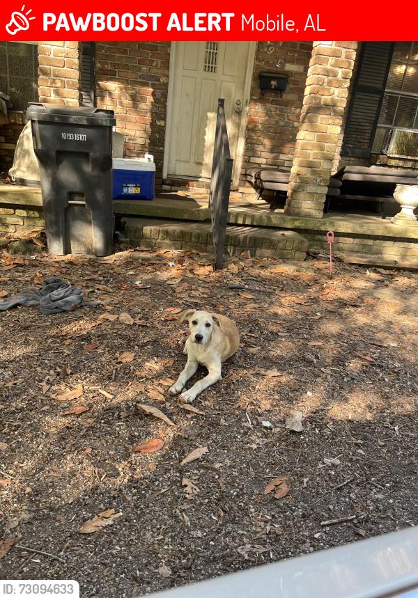 Lost Male Dog last seen Airport Blvd, Mobile, AL 36608