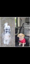 Lost Female Dog last seen District 25, Greenville, SC 29605