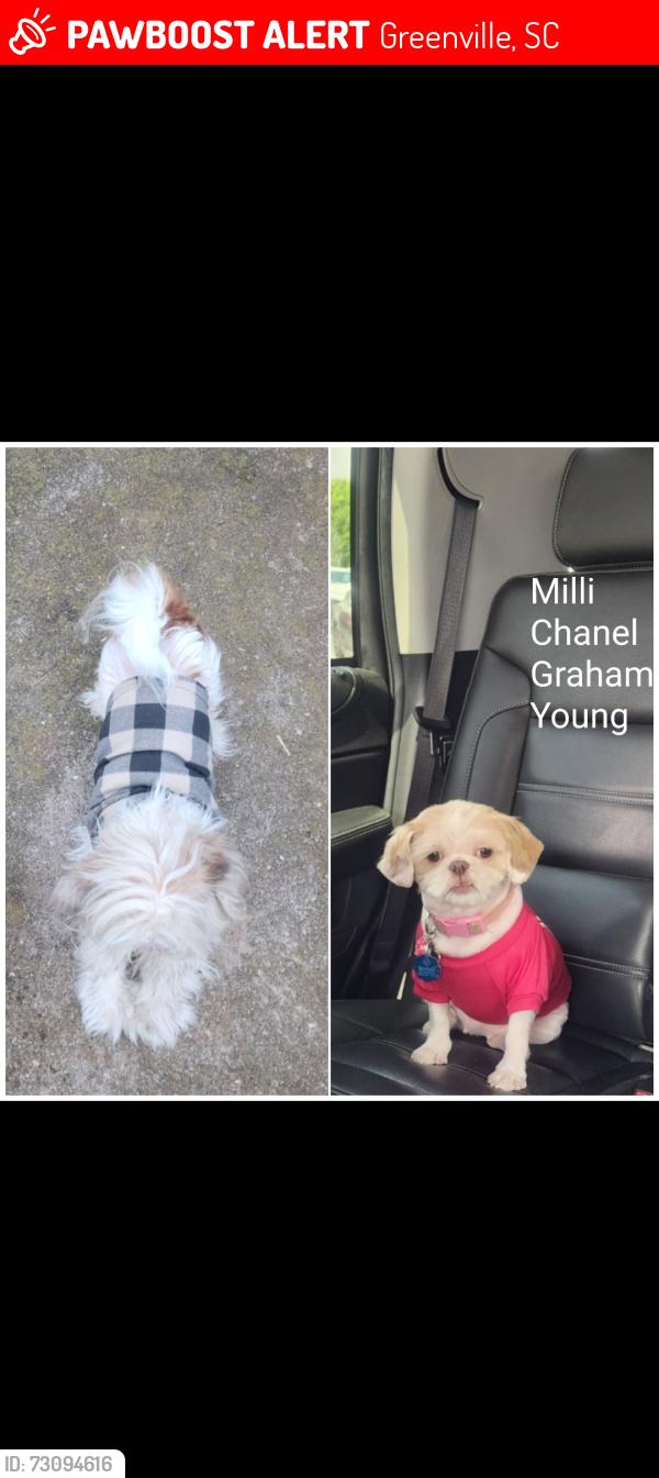 Lost Female Dog last seen District 25, Greenville, SC 29605