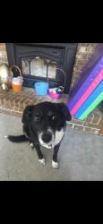 Reunited Male Dog last seen Ironton Telephone company , Coplay, PA 18037