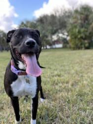 Lost Female Dog last seen Near ne 12th ave, Homestead, FL 33030