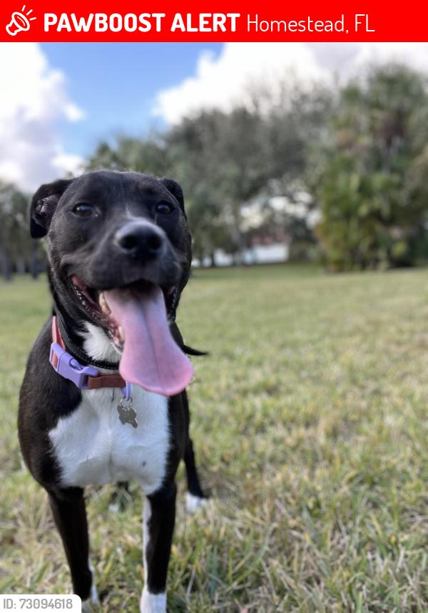 Lost Female Dog last seen Near ne 12th ave, Homestead, FL 33030
