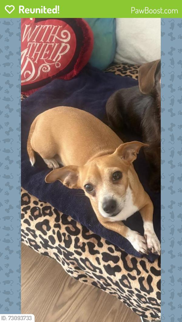 Reunited Female Dog last seen Near rollinglen loop e , Lakeland, FL 33810