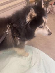 Reunited Unknown Dog last seen Airport Drive near Valero, Sandston, VA 23150