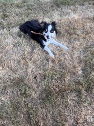 Lost Female Dog last seen Jackson Hwy, Chehalis, WA 98532