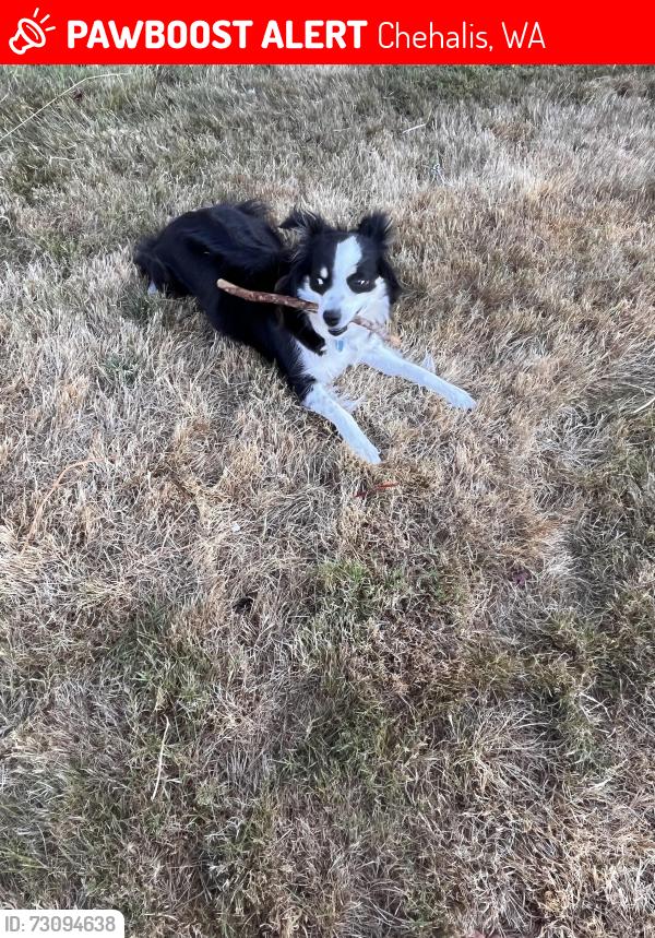 Lost Female Dog last seen Jackson Hwy, Chehalis, WA 98532