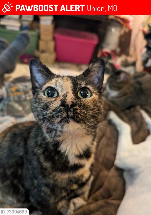 Lost Female Cat last seen Springfield Ave + Highway 50, Union, MO 63084