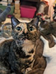 Lost Female Cat last seen Springfield Ave + Highway 50, Union, MO 63084
