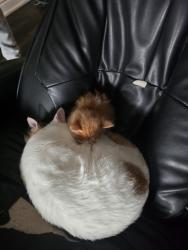 Lost Male Cat last seen Creditview ans sandlewood , Brampton, ON L7A 0G2