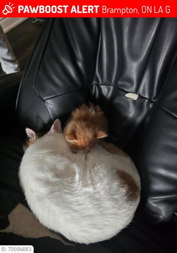 Lost Male Cat last seen Creditview ans sandlewood , Brampton, ON L7A 0G2