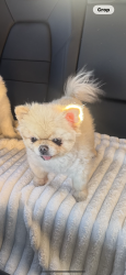 Lost Female Dog last seen Town center Mesa park, Las Vegas, NV 89135