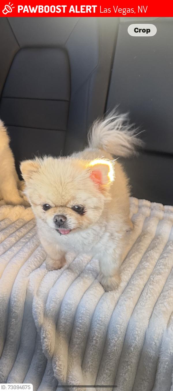 Lost Female Dog last seen Town center Mesa park, Las Vegas, NV 89135