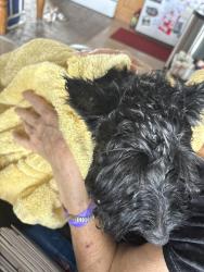 Reunited Female Dog last seen Lake Killarney cndmniums, Winter Park, FL 32789