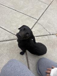 Reunited Male Dog last seen The Church of Leo the Great, Oakland, CA 94609