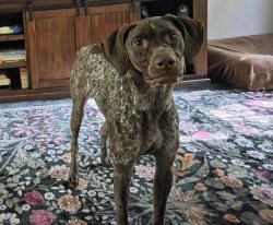 Reunited Female Dog last seen Off rt 565 near Lake Glenwood, Sussex, NJ 07461