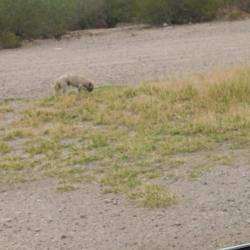 Found/Stray Unknown Dog last seen Campbell avenue and Sunland Vista, Tucson, AZ 85713