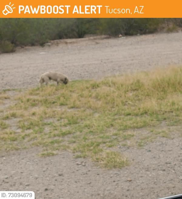 Found/Stray Unknown Dog last seen Campbell avenue and Sunland Vista, Tucson, AZ 85713