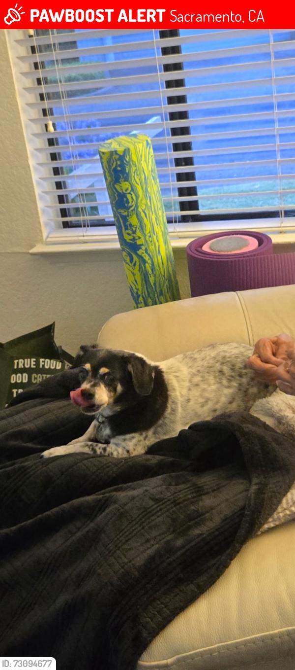Lost Female Dog last seen Glorious St. Bridge on the five freeway my hse back door is to the freeway., Sacramento, CA 95831