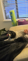 Lost Female Dog last seen Glorious St. Bridge on the five freeway my hse back door is to the freeway., Sacramento, CA 95831