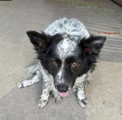 Reunited Unknown Dog last seen Near sunset trail, McKinney, TX 75071