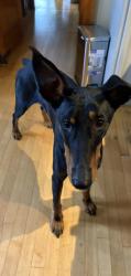 Reunited Male Dog last seen Capitol and Greenbay Ave, Milwaukee, WI 53209
