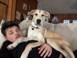 Reunited Female Dog last seen Klondike Dr Dallas, Dallas, TX 75228