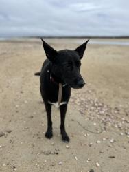 Lost Male Dog last seen Cross Road and Azalea, Dartmouth, MA 02747