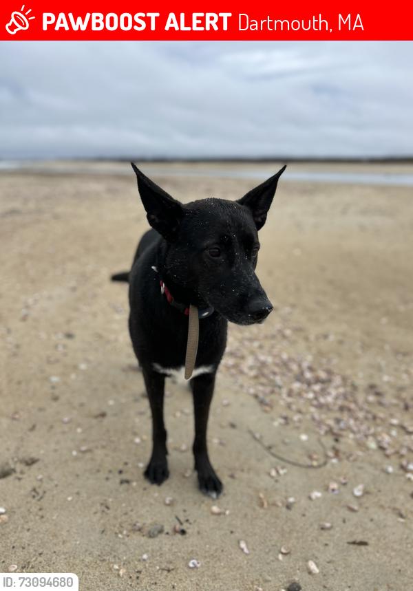 Lost Male Dog last seen Cross Road and Azalea, Dartmouth, MA 02747