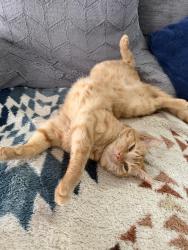 Lost Male Cat last seen Main st ashaway, Hopkinton, RI 02804