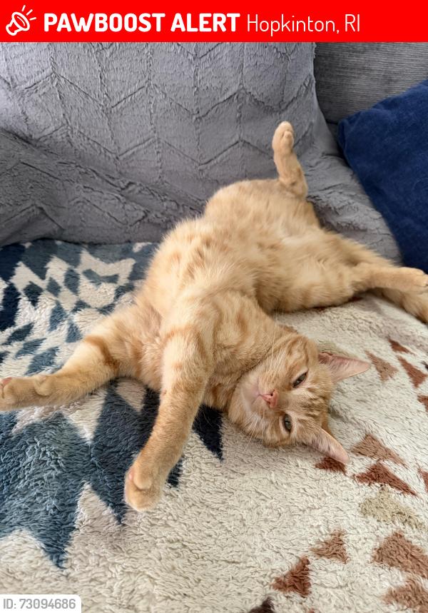 Lost Male Cat last seen Main st ashaway, Hopkinton, RI 02804