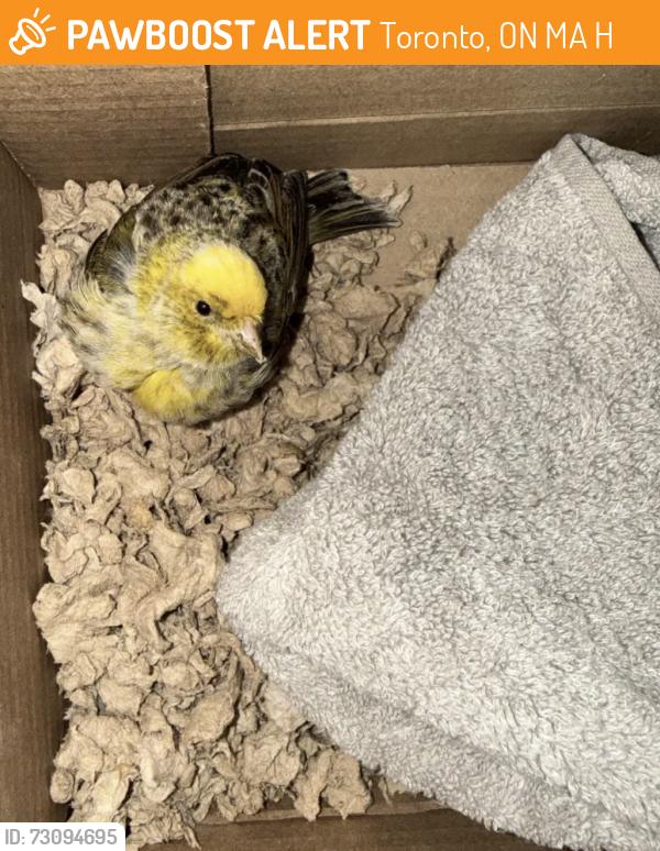 Found/Stray Unknown Bird last seen Eglinton/Scarlett, Toronto, ON M9A 5H5