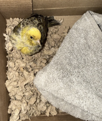 Found/Stray Unknown Bird last seen Eglinton/Scarlett, Toronto, ON M9A 5H5