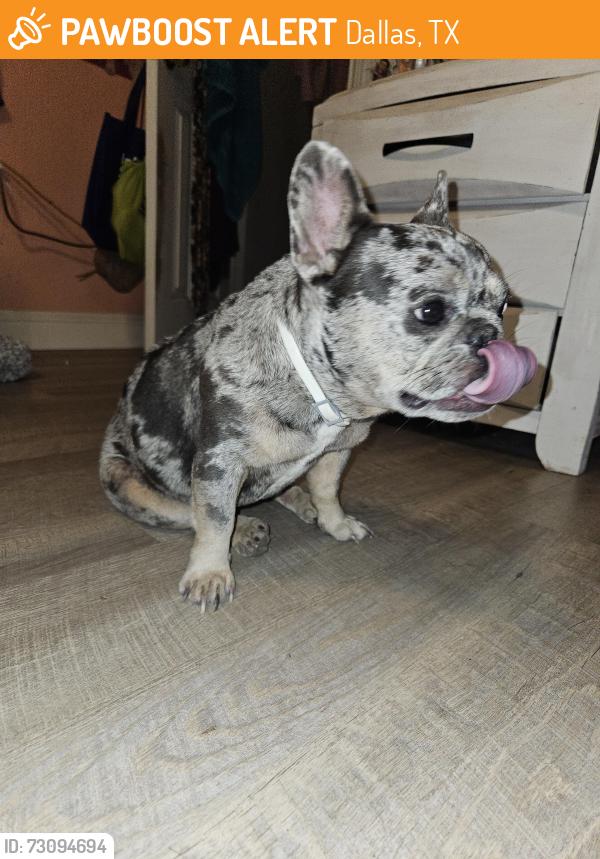 Found/Stray Female Dog last seen Levant ave, Dallas, TX 75217