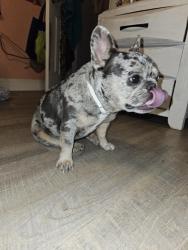 Found/Stray Female Dog last seen Levant ave, Dallas, TX 75217