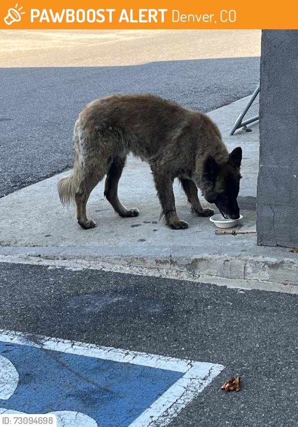 Found/Stray Female Dog last seen Near quebec, Denver, CO 80216