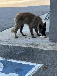 Found/Stray Female Dog last seen Near quebec, Denver, CO 80216
