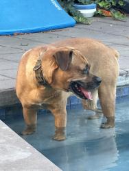 Lost Male Dog last seen North ave, Sacramento, CA 95838