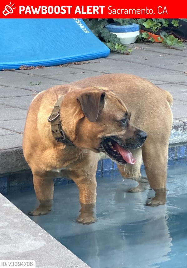 Lost Male Dog last seen North ave, Sacramento, CA 95838