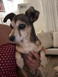 Found/Stray Female Dog last seen Fallbrook canyon drive, Temescal Valley, CA 92883