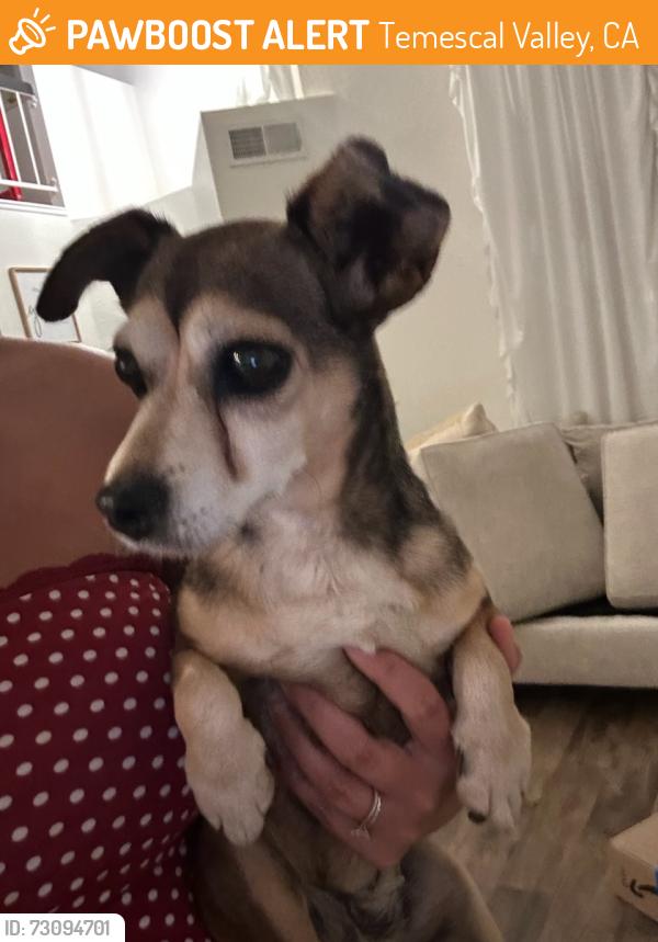 Found/Stray Female Dog last seen Fallbrook canyon drive, Temescal Valley, CA 92883