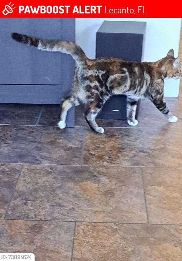 Lost Female Cat last seen Bluebird and W Falcon Ct, Lecanto, FL 34461